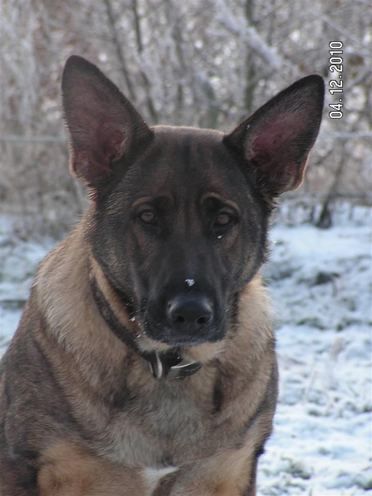 Schæferhund Kweo's Porsche - Porsche billede 11