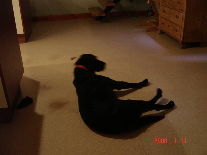 Labrador retriever balder R.I.P billede 1