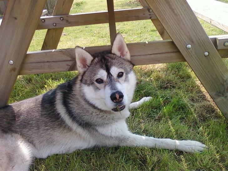 Alaskan malamute Kenzo billede 13