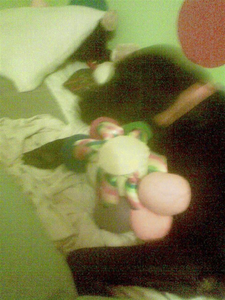 Labrador retriever balder R.I.P billede 2