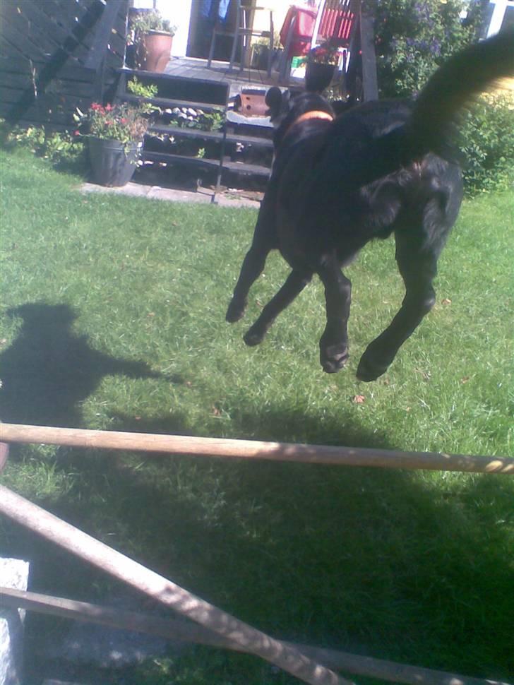 Labrador retriever balder R.I.P billede 3