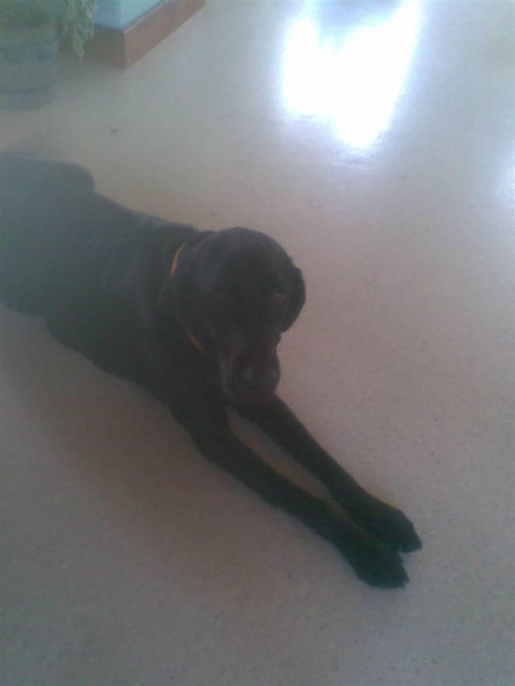 Labrador retriever balder R.I.P billede 4