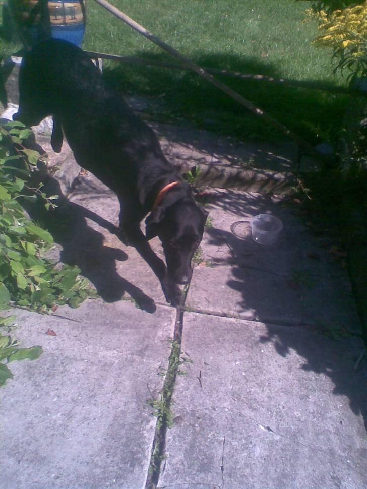 Labrador retriever balder R.I.P billede 5