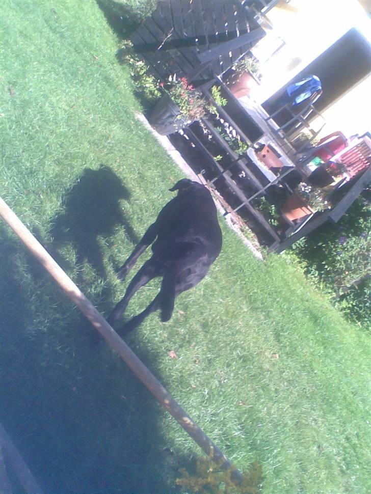 Labrador retriever balder R.I.P billede 6