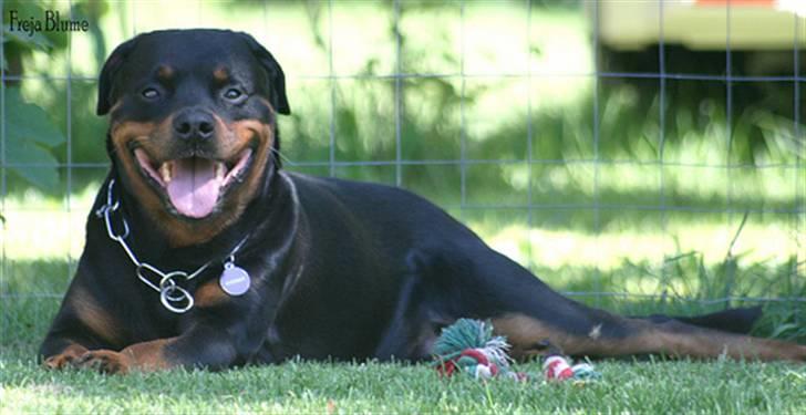 Rottweiler Vom Hause Kanku's Wictor. - Sommeren 2010 Taget af F & Z billede 40
