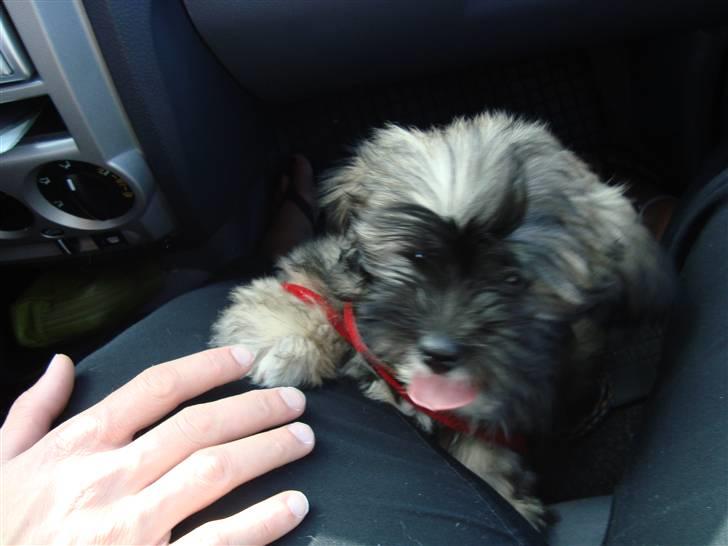 Lhasa apso Anton billede 1