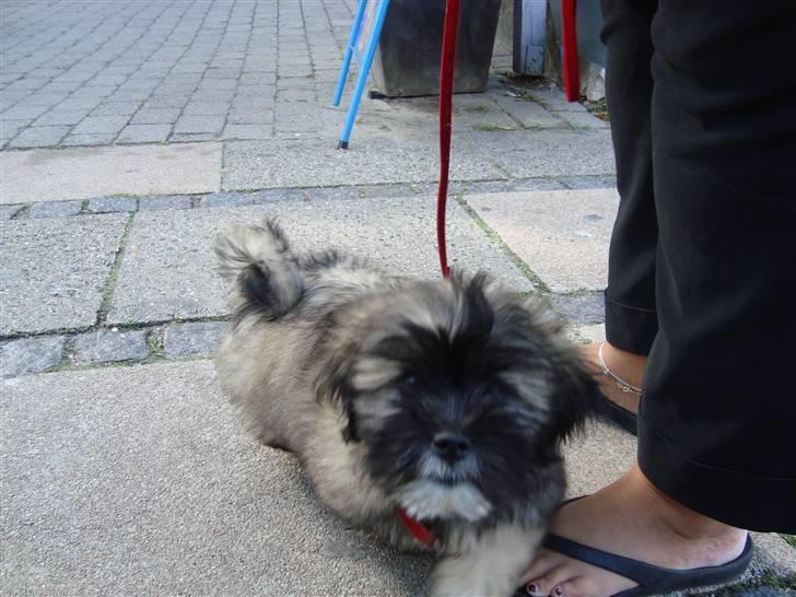 Lhasa apso Anton billede 2