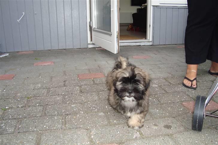 Lhasa apso Anton billede 3