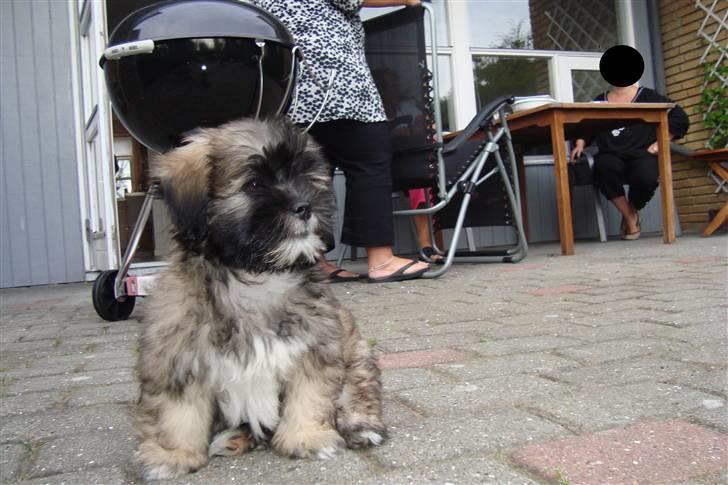 Lhasa apso Anton billede 4