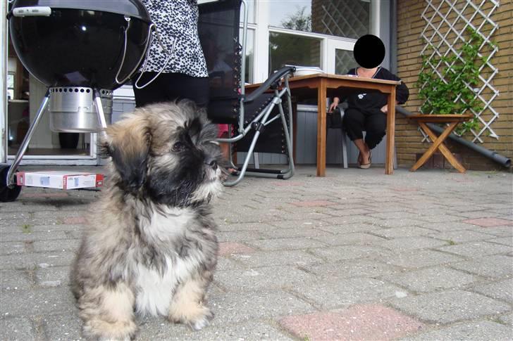 Lhasa apso Anton billede 5