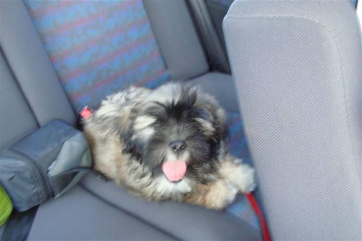 Lhasa apso Anton billede 6