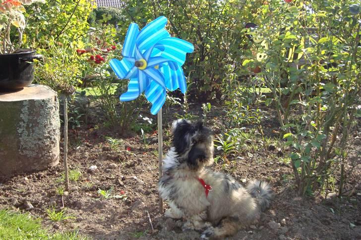 Lhasa apso Anton billede 7