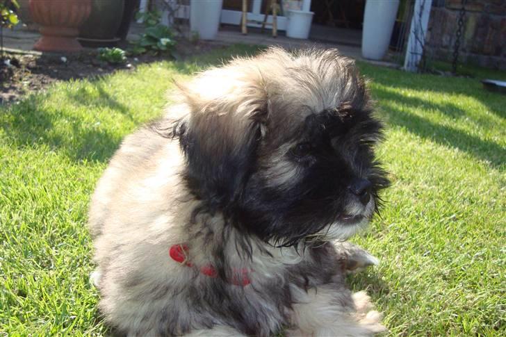 Lhasa apso Anton billede 8