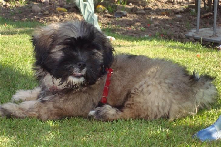 Lhasa apso Anton billede 9
