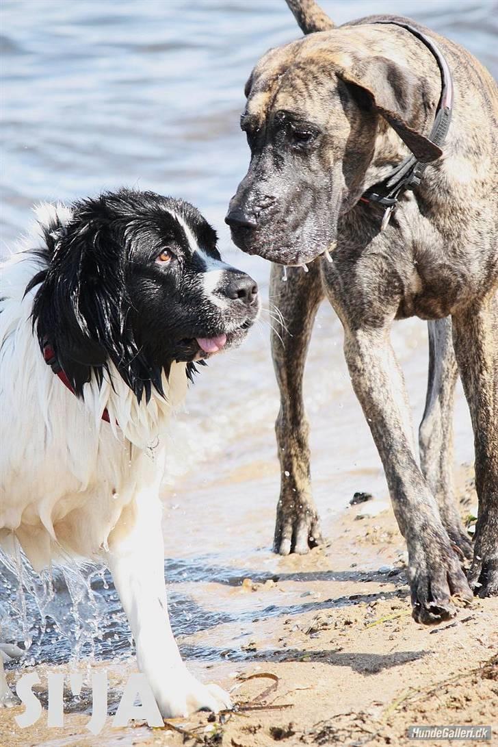 Landseer Bertha - halvanden år: det er min gode store ven :-) billede 18