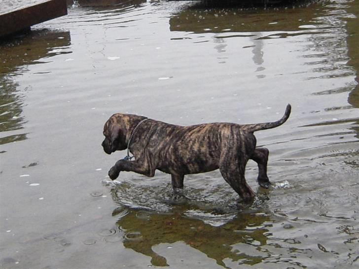 Boerboel Kelzo billede 16