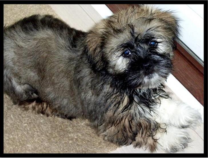 Lhasa apso Mason - Så har man lige overstået sit første bad :o) billede 6