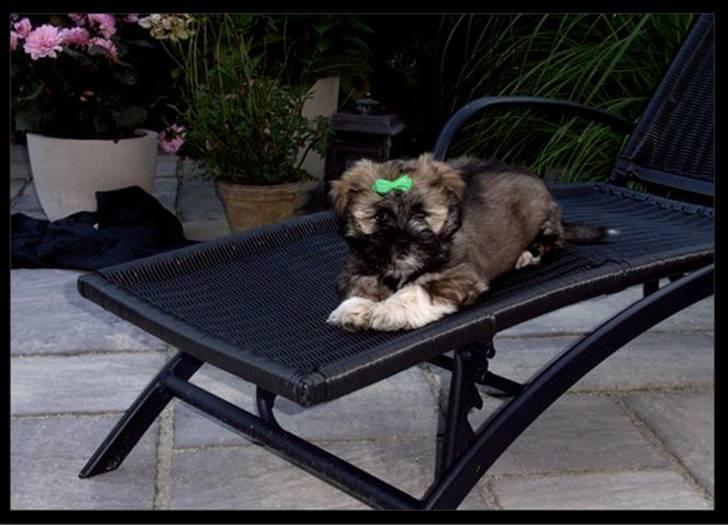 Lhasa apso Mason billede 7