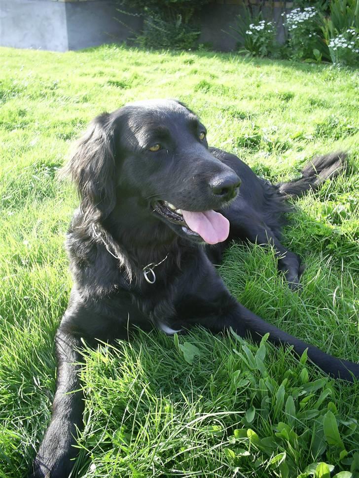 Flat coated retriever Sally - Sally billede 1