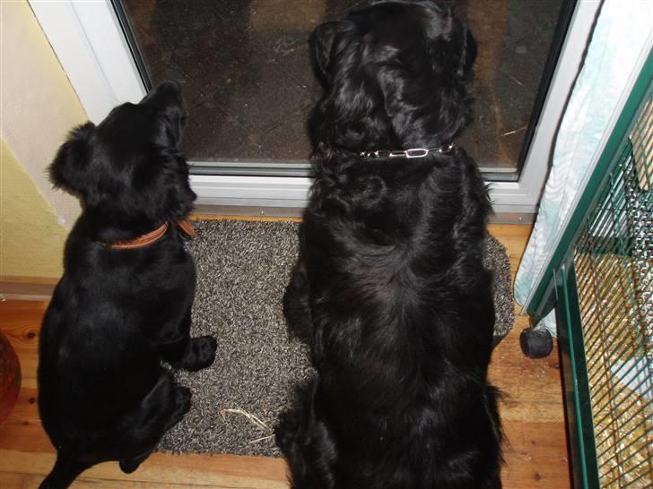 Flat coated retriever Sally - Sally og Krølle billede 2