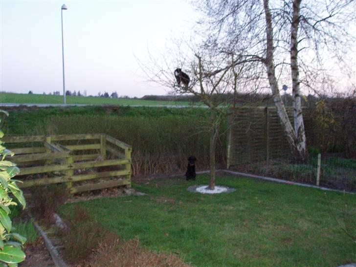 Flat coated retriever Sally - Sally der venter på vores kat kommer ned billede 3