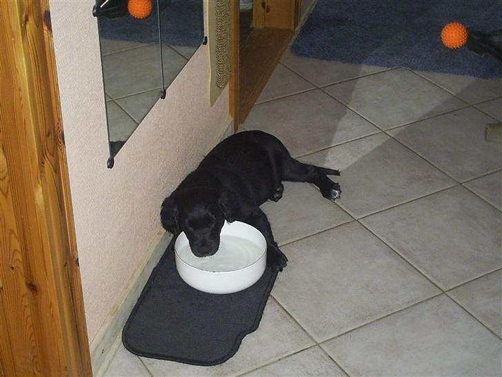 Flat coated retriever Sally - Sally som lille der falder i søvn ved vandskålen. billede 4
