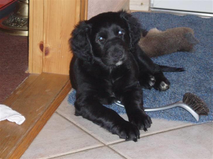 Flat coated retriever Sally billede 5