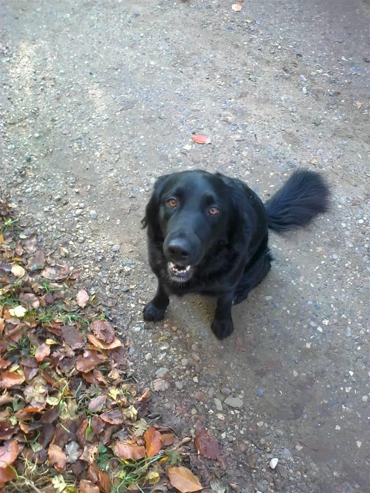 Flat coated retriever Sally billede 6