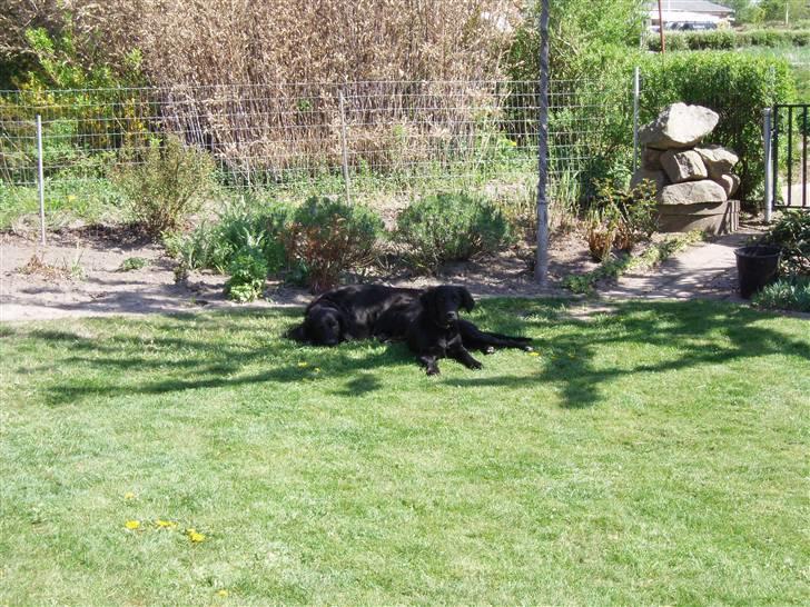 Flat coated retriever Sally - Sally og Krølle der lapper lidt af. billede 7