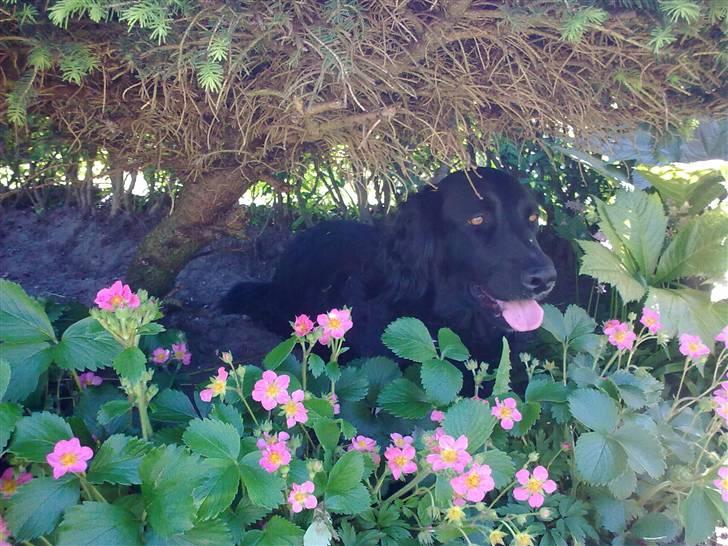 Flat coated retriever Sally - Sally der gemmer sig. billede 8