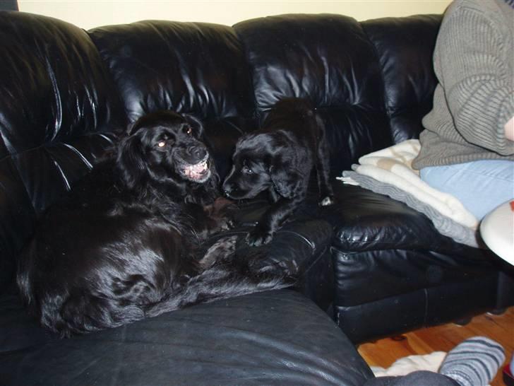 Flat coated retriever Sally - Krølle der bliver lidt sur på mig.  billede 9