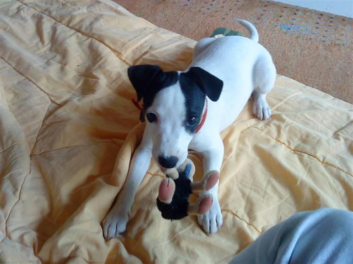 Jack russell terrier Flicka<3<3 - Jeg jeg må vel godt bide i din bamse ikke? billede 10