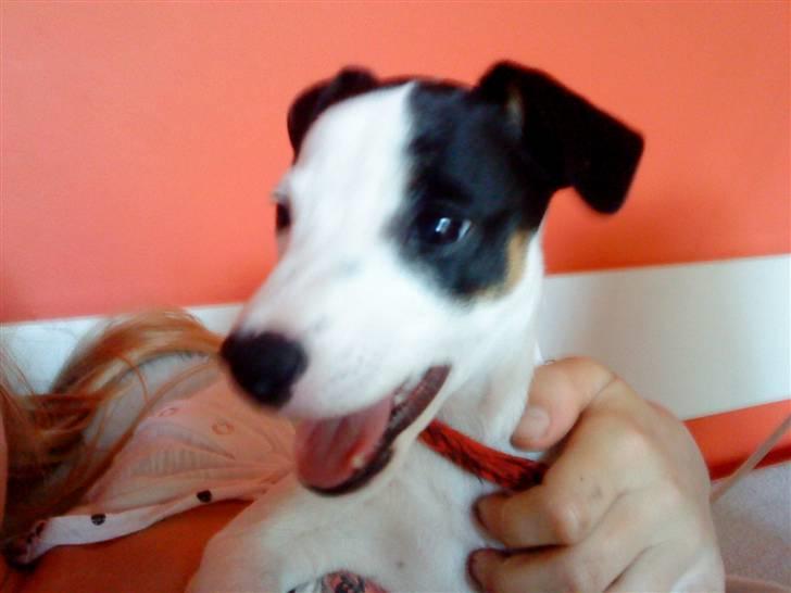 Jack russell terrier Flicka<3<3 - arh... det er hårdt at være hvalp! billede 11