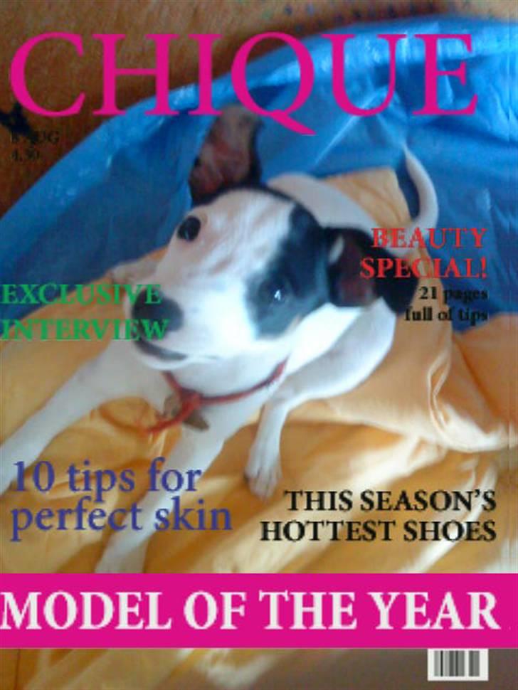 Jack russell terrier Flicka<3<3 - Flicka er kommet på et blad haha! billede 12