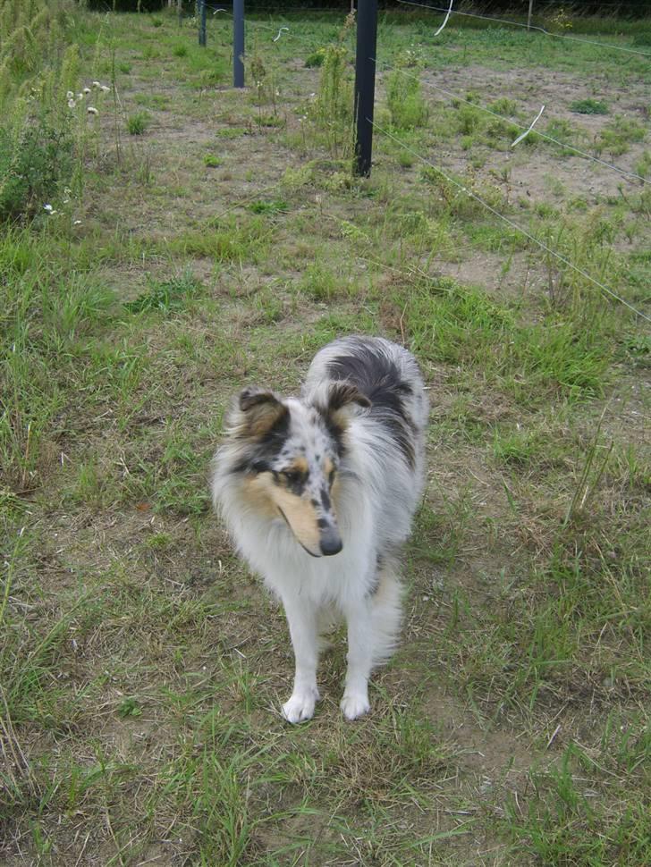 Collie langhåret Sille  billede 20