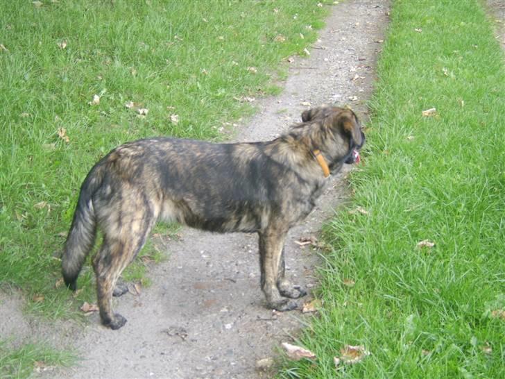 Blanding af racer Donna billede 15