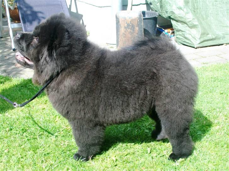 Chow chow Anton - 14 uger billede 8