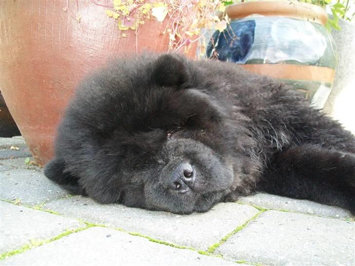 Chow chow Anton - Træt og udmattet! billede 9