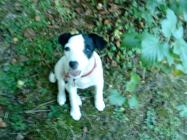 Jack russell terrier Flicka<3<3 - kast nu den pind! billede 13