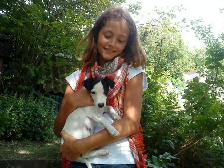 Jack russell terrier Flicka<3<3 - Stadig vild med Flicka og bliver ved med det! billede 15