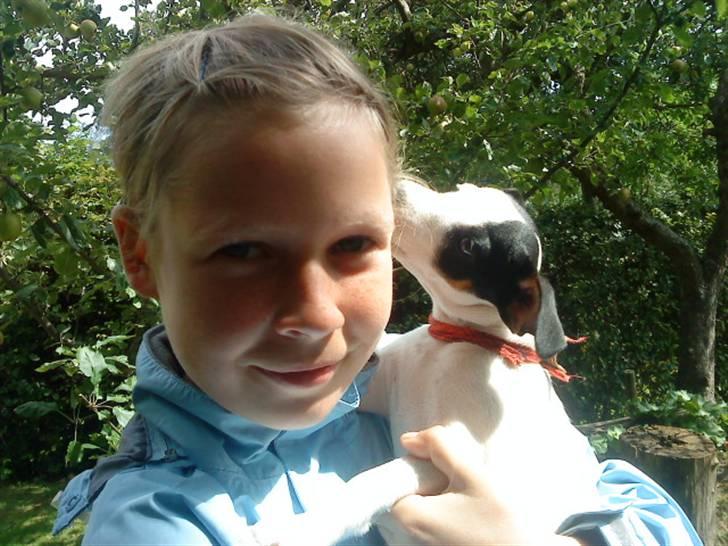 Jack russell terrier Flicka<3<3 - Flicka der kysser mig i øret! AAAAAAAAAAAAAAD! billede 16