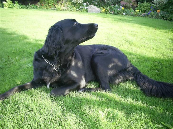 Flat coated retriever Sally billede 10