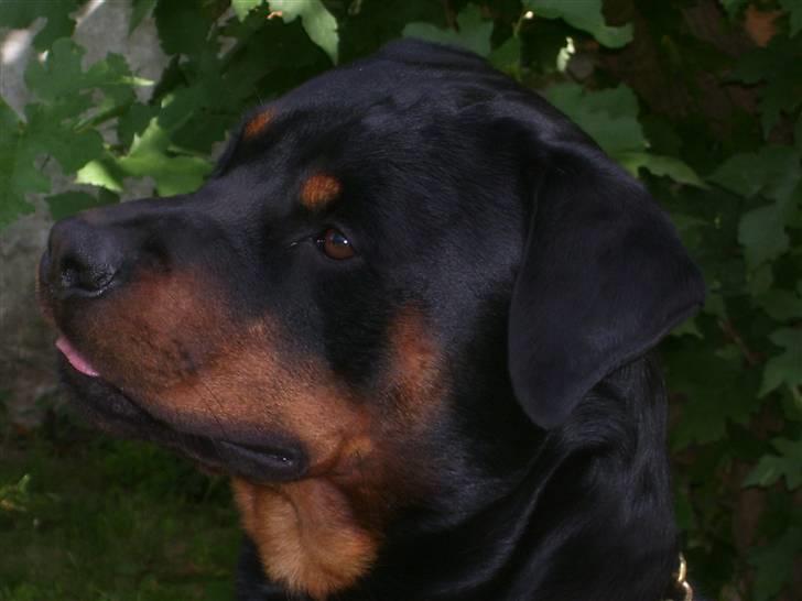 Rottweiler Elmedige´s Manny billede 18