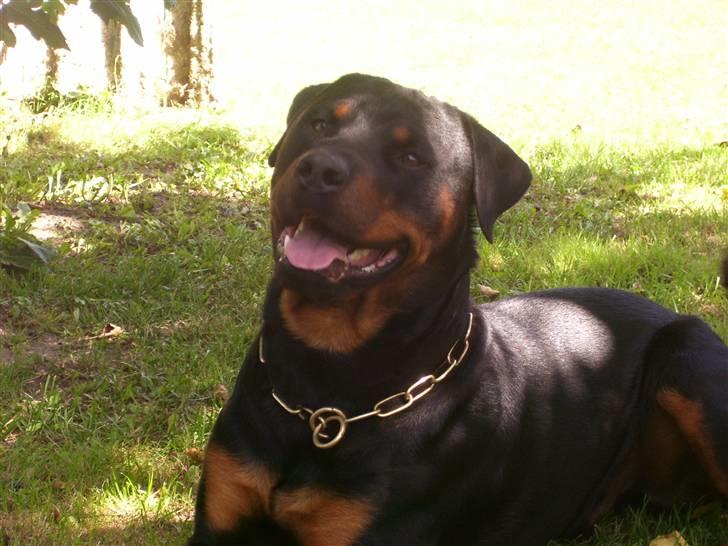 Rottweiler Elmedige´s Manny billede 19