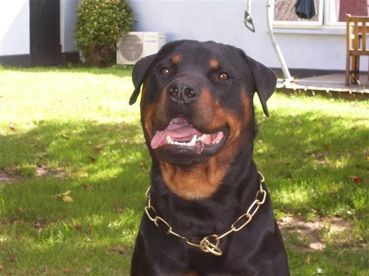 Rottweiler Elmedige´s Manny billede 20