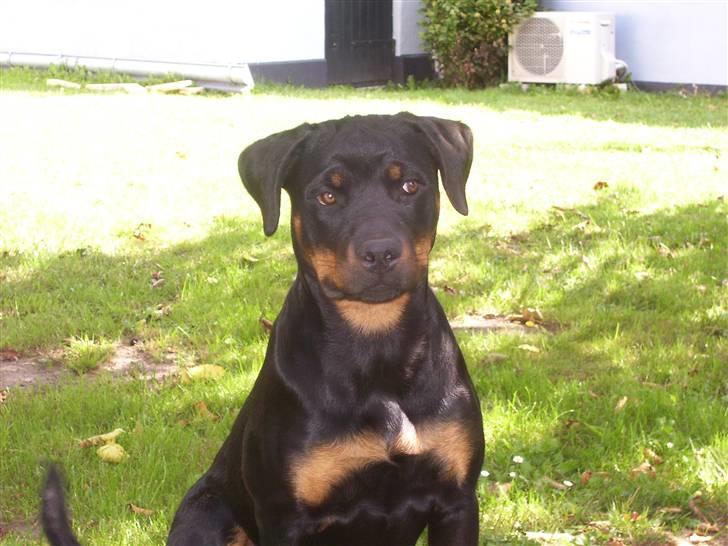 Rottweiler Kaztuz Blixtra ( Nala ) billede 6