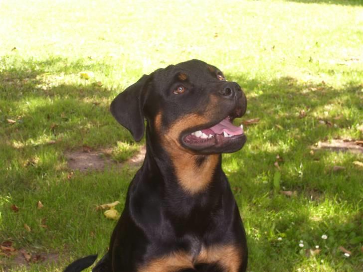 Rottweiler Kaztuz Blixtra ( Nala ) billede 7
