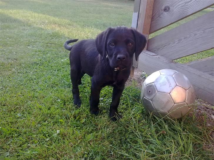 Labrador retriever / Breton Chico - 9 uger billede 9