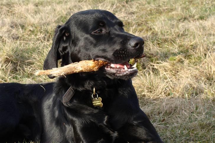 Labrador retriever / Breton Chico - 9 måneder billede 10