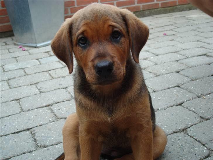 Blanding af racer * Cille * <3 billede 7